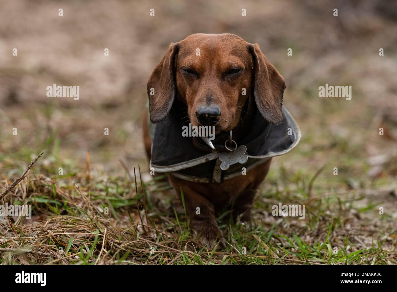 Dashund trägt einen Regenmantel Stockfoto