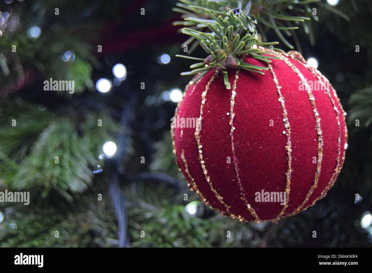 Am 2022. November hängt eine weiche rote und goldene Samtkugel von einem Live-Weihnachtsbaum in London, England, im Freien. Stockfoto