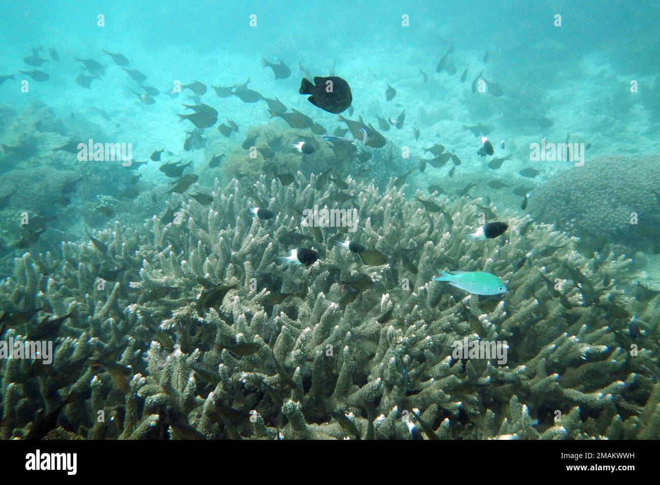 FILE - Fish swim near some bleached coral at Kisite Mpunguti Marine park, Kenya, June 11, 2022. Even if the world somehow manages to limit future warming to the strictest international temperature goal, four Earth-changing climate “tipping points” are still likely to be triggered like the immediate loss of tropical coral reefs around the globe with a lot more looming as the planet heats more after that, a new study said. (AP Photo/Brian Inganga, File) Stockfoto