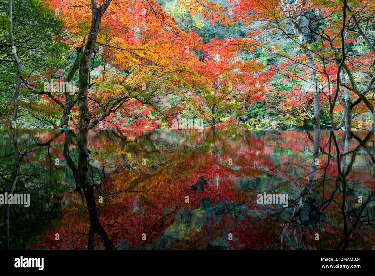 Japanisches koyo-Laub in Kyoto Stockfoto