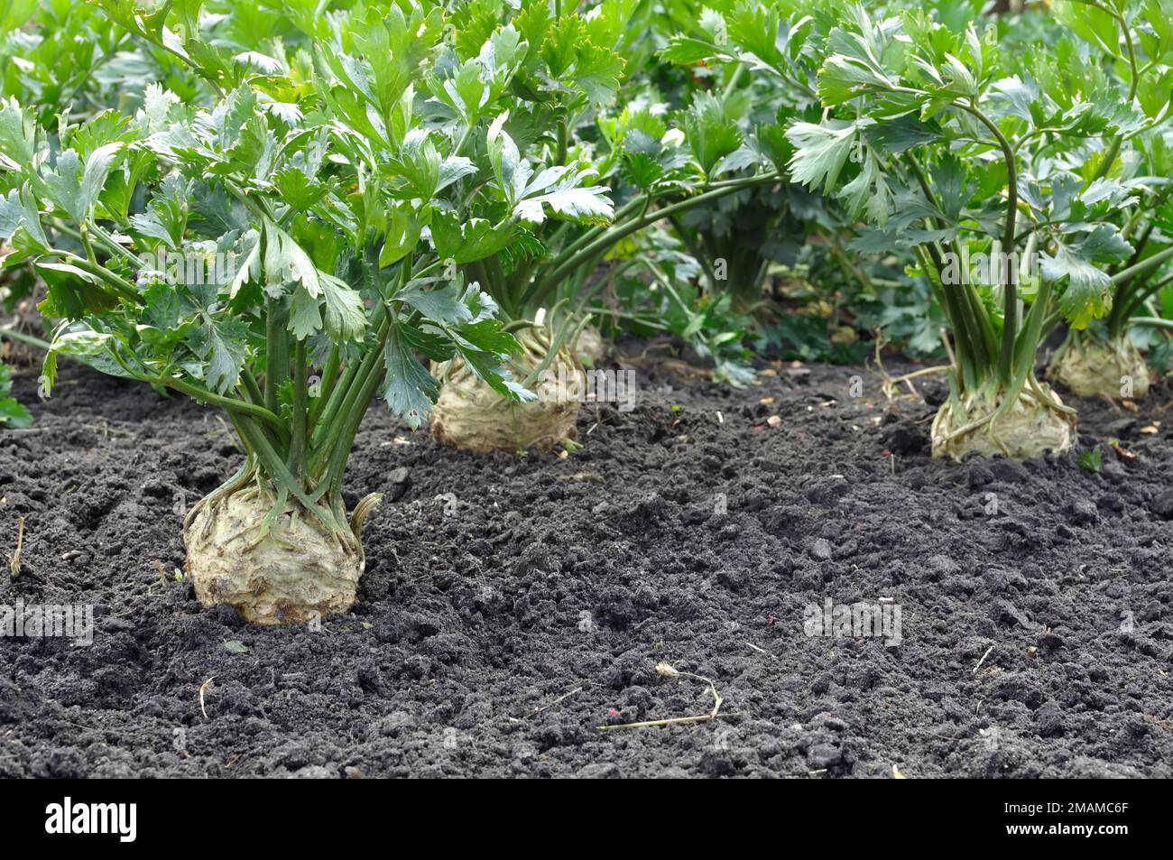 Verschlüsse von wachsenden Wurzelselleriepflanzen (Wurzelgemüse) im Gemüsegarten Stockfoto