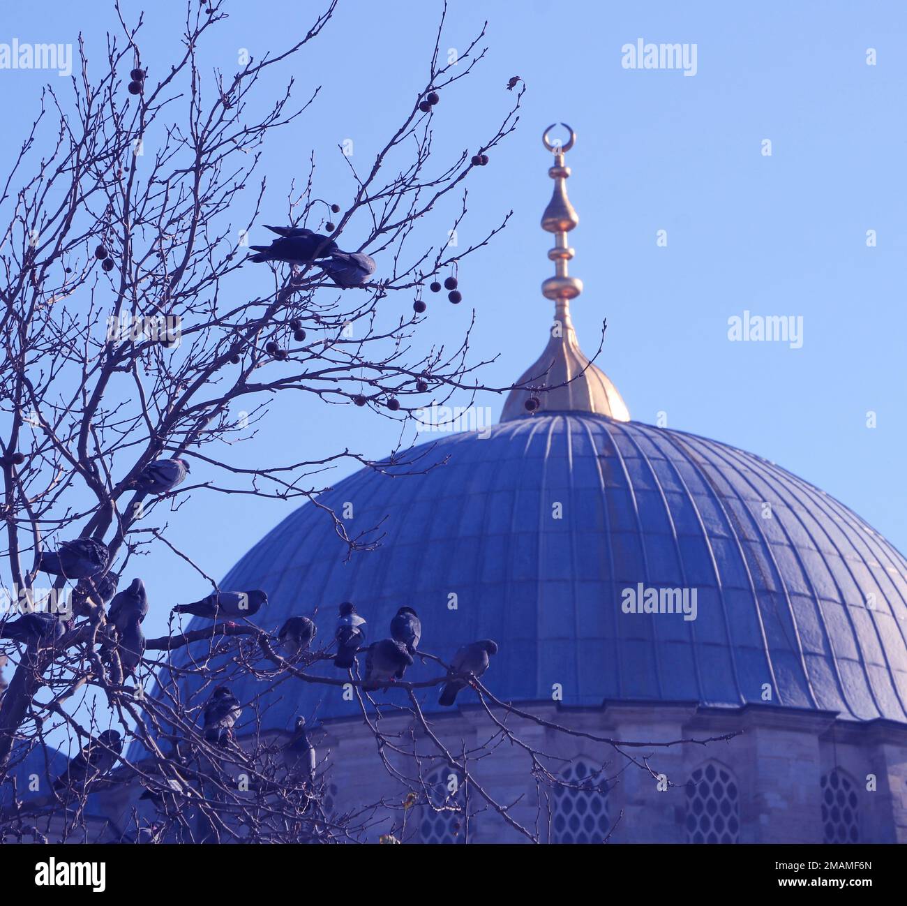 Tauben und Islamischer Dom der Yeni-Moschee in Istanbul Stockfoto