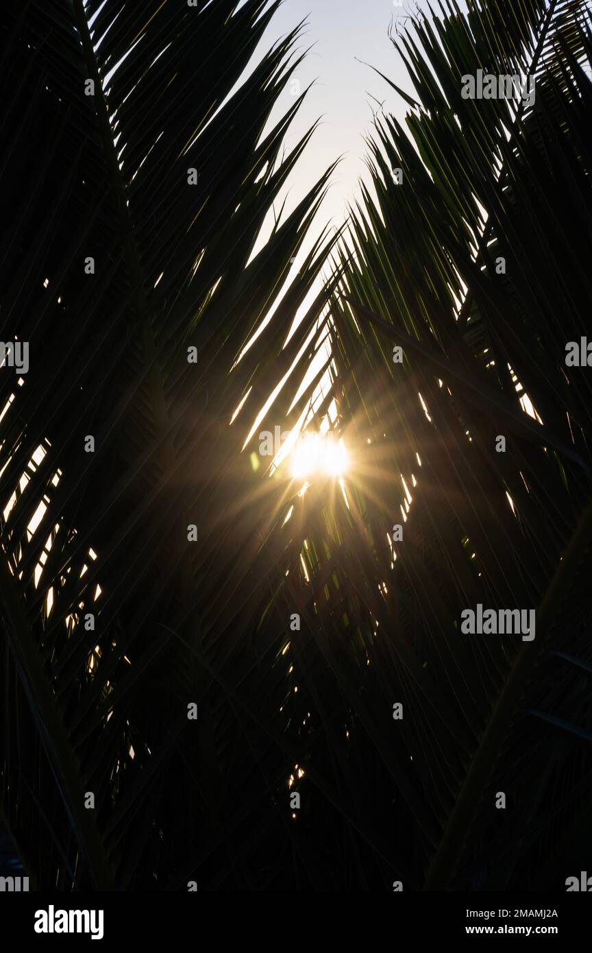 Sonnenaufgang über Meia Praia, Lagos, Portugal. Stockfoto