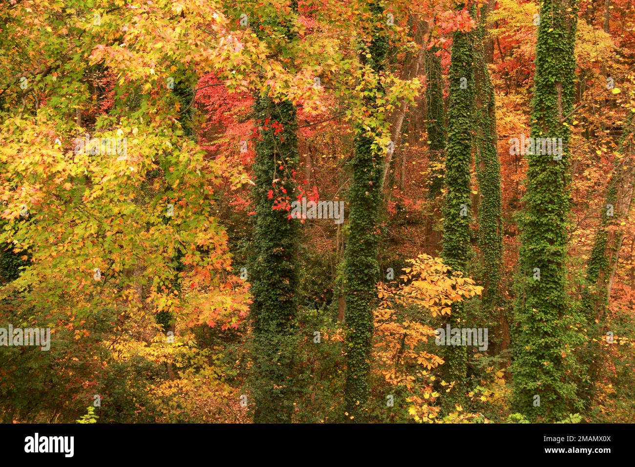 Wälder im Herbst in Virginia, USA. Immergrüner Efeu um Baumstämme. Stockfoto