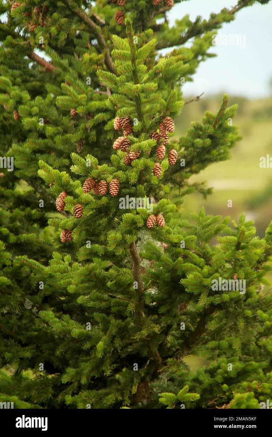 Kiefern mit reifen Zapfen im Sommer in den Blue Ridge Mountains, VA, USA Stockfoto