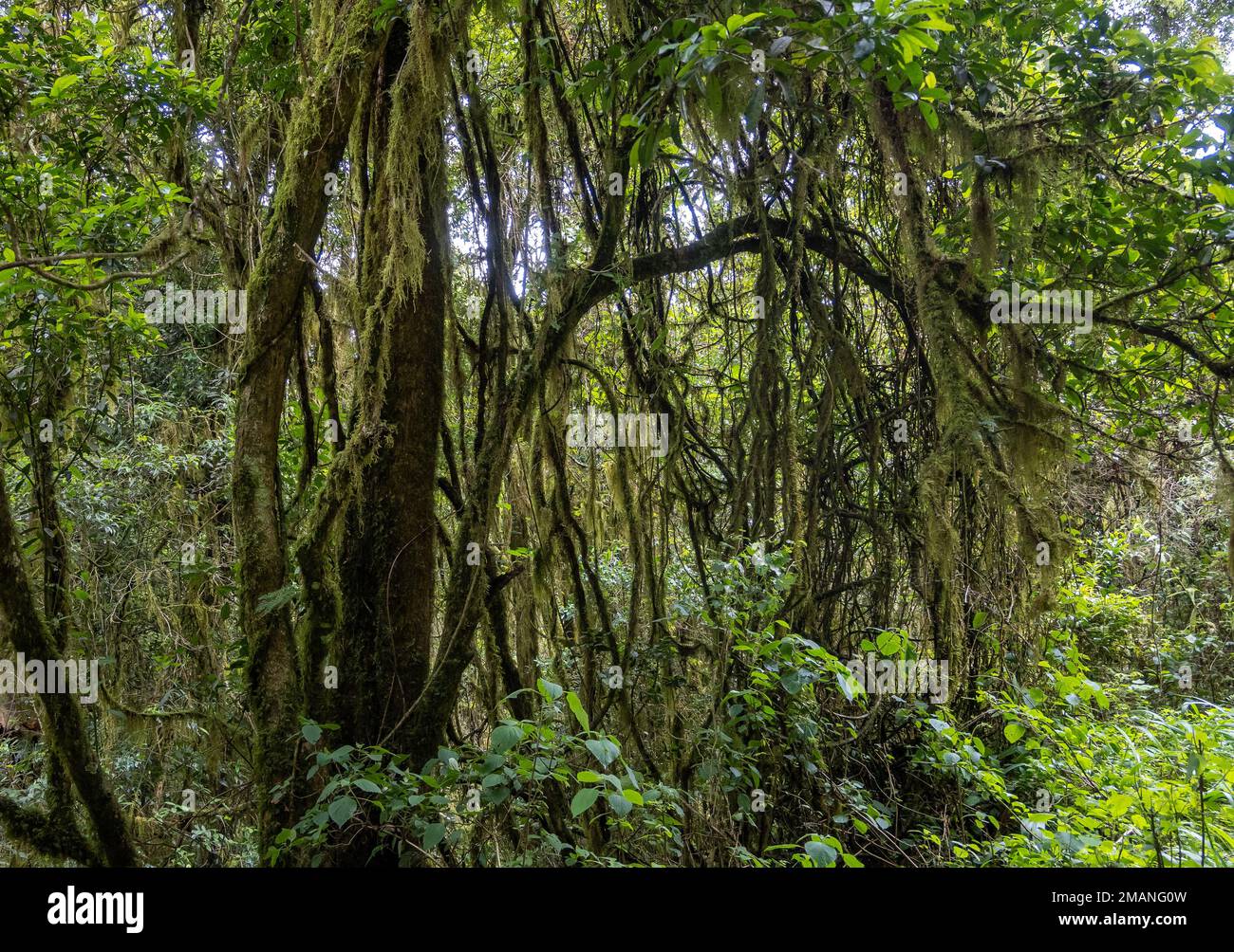 Moosbedeckungsbaum im Wald in einem Naturschutzgebiet. Nordkap, Südafrika. Stockfoto