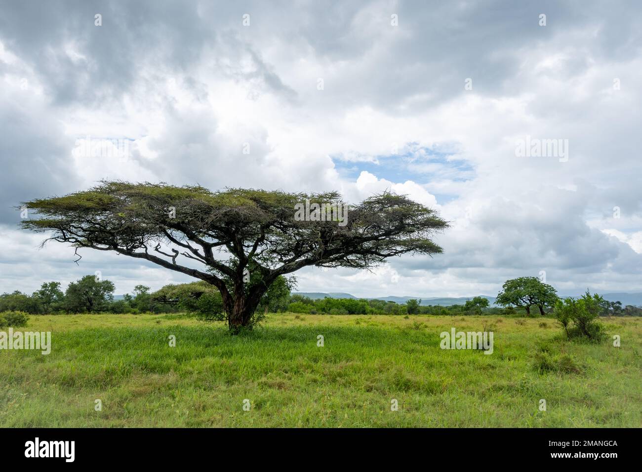 Akazienbaum (Acacia sp.) Steht auf offener Savanne. ISimangaliso Wetland Park, KwaZulu Natal, Südafrika. Stockfoto