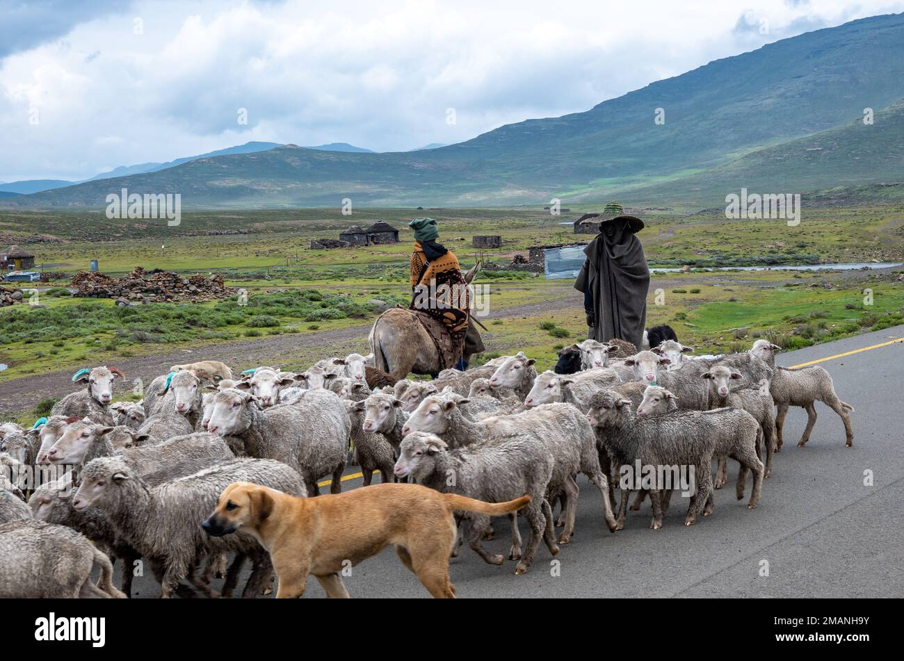 Zwei Schafe hüten ihre Schafe im Hochland von Lesotho. Stockfoto