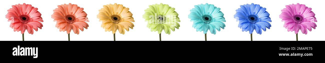 Set aus bunten Gerbera-Blumen isoliert auf Weiß Stockfoto