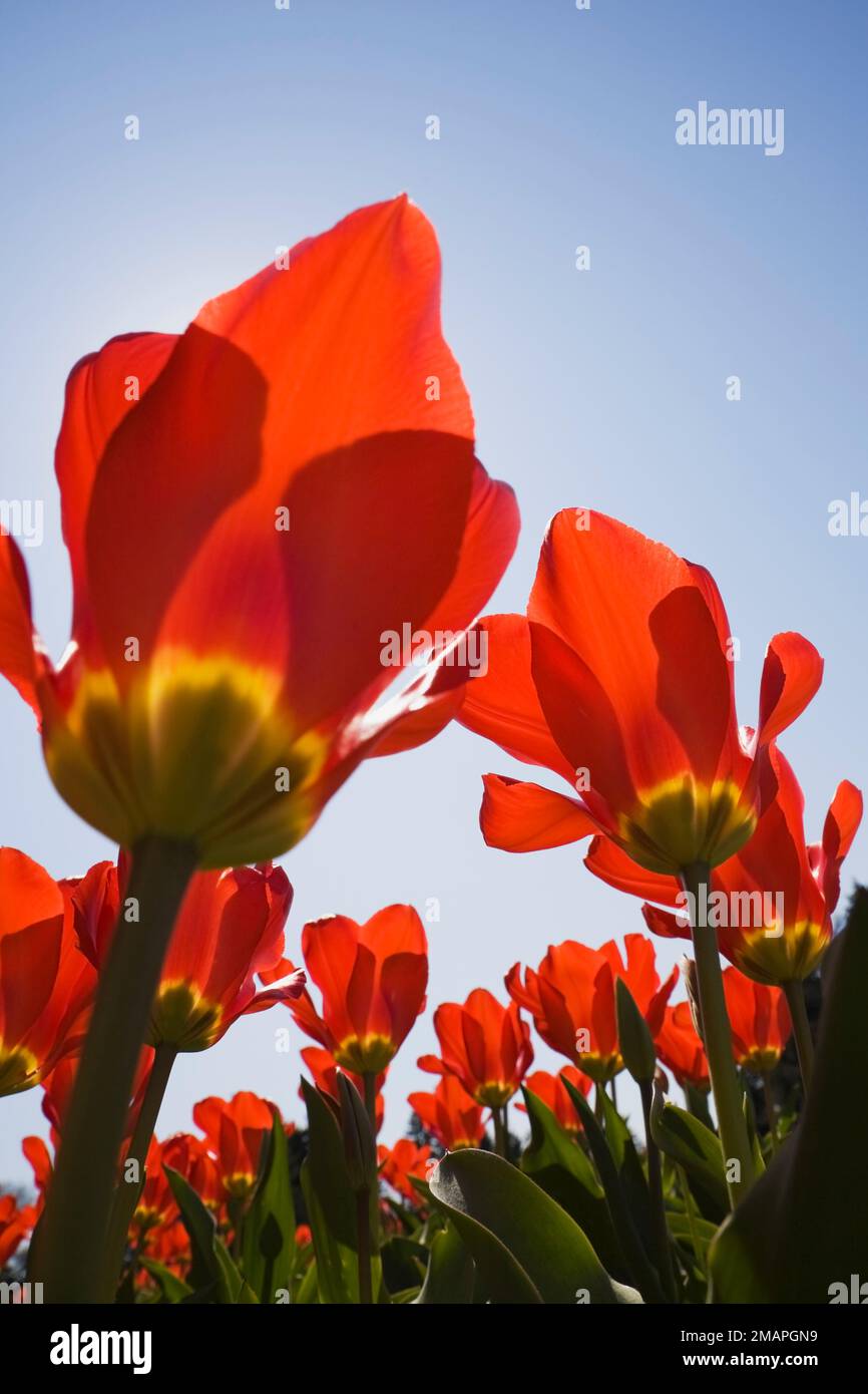 Nahaufnahme der roten und gelben Tulipa - Tulpen vor blauem Himmel im Frühling. Stockfoto