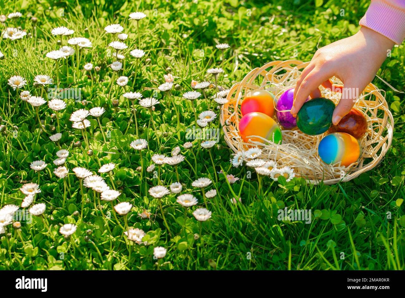 Osterei Hunt.child sammelt farbige Eier auf einer Wiese mit Gänseblümchen. Osterweihnachtstradition. Die Childs Hand legt bunte Eier in einen Korb Stockfoto