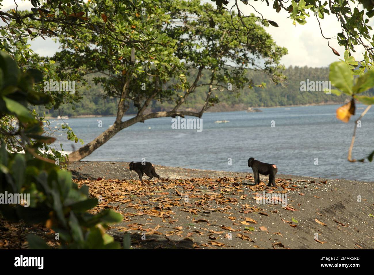 Sulawesi Schwarzkammmakaken (Macaca nigra) wandern an einem Strand in ihrem natürlichen, geschützten Lebensraum im Naturschutzgebiet Tangkoko, North Sulawesi, Indonesien. Der natürliche Lebensraum dieser geschützten Art ist ein Tieflandwald, der sich nach Angaben von Primaten-Wissenschaftlern vom Meeresspiegel bis zu einer Höhe von etwa 1.300 Metern erstreckt. Stockfoto