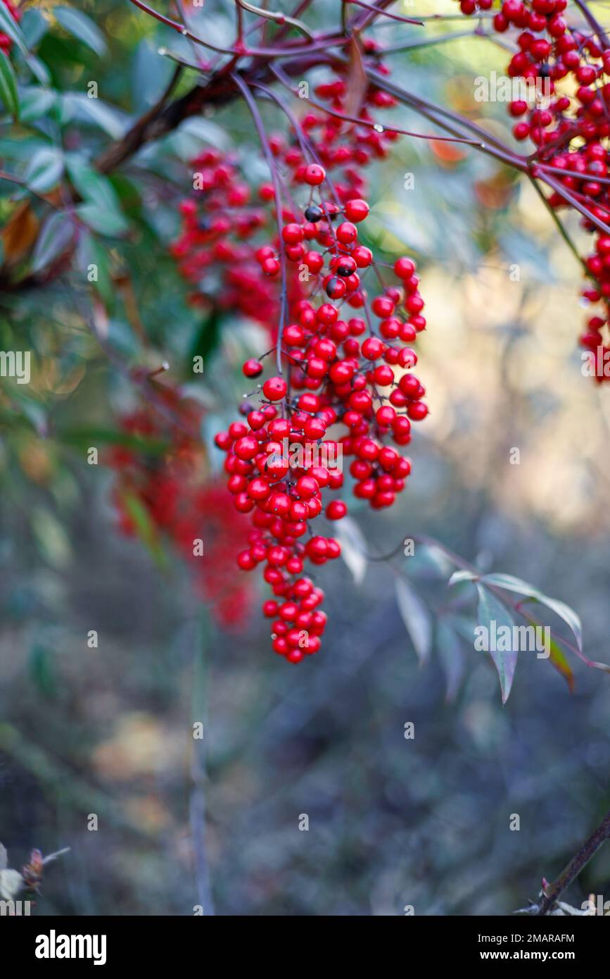 Rote Beeren des himmlischen Bambus (Nandina Stockfotografie - Alamy