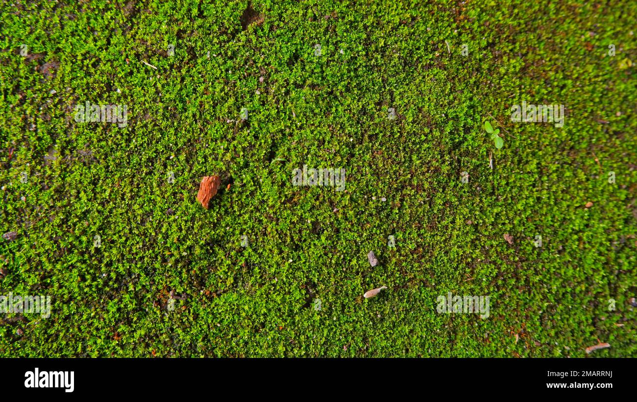 Mikropflanzen aus grünem Moss, die die Oberfläche der Ziegel bedecken Stockfoto