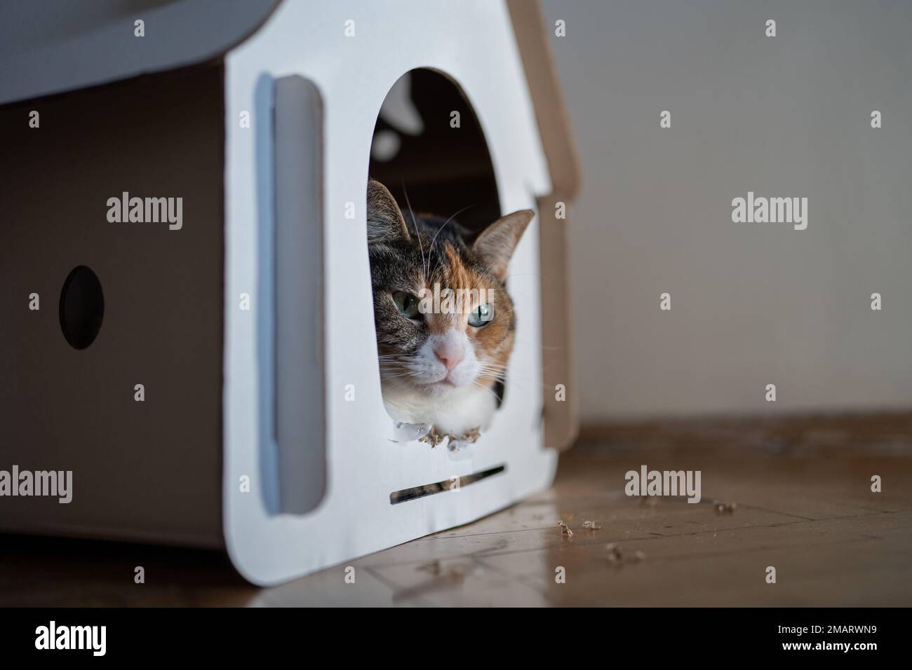 Die Katze sitzt im Pappkartonhaus. Keine Verschwendung für Tiere. Umweltfreundliches Haustierkonzept. Stockfoto