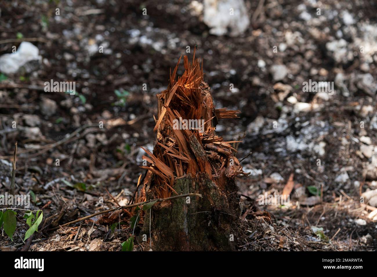 A stump is what's left of a tree that was cut for the clearing of