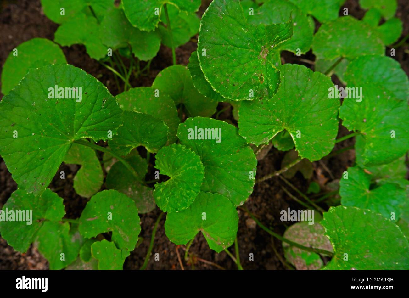 Green Gotu Kola Kräuterfabrik, Blick Von Oben Stockfoto
