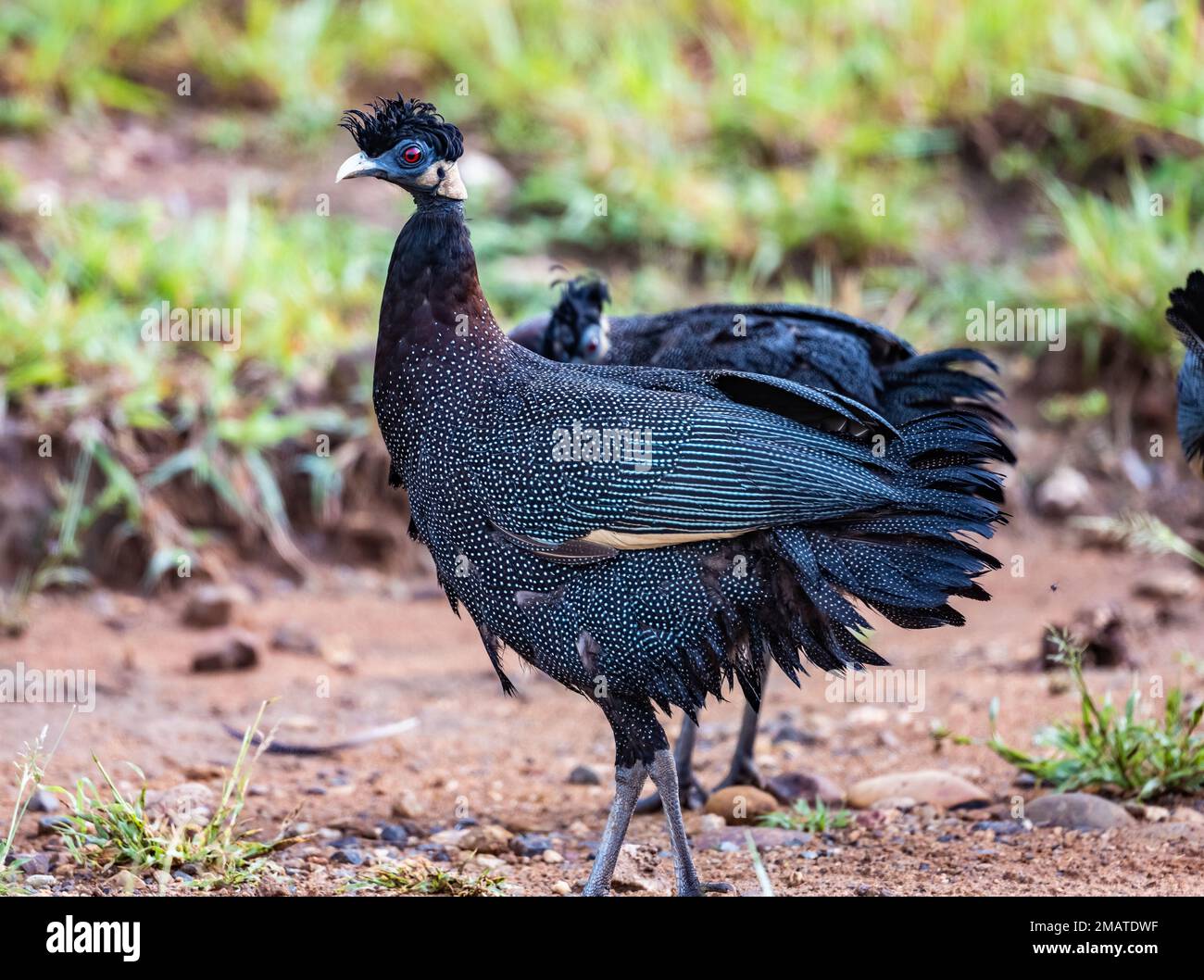 Südliche Crested Guineafowls (Guttera edouardi), die auf dem Feld forschen. UMkhuze Game Reserve, Kwazulu-Natal, Südafrika. Stockfoto