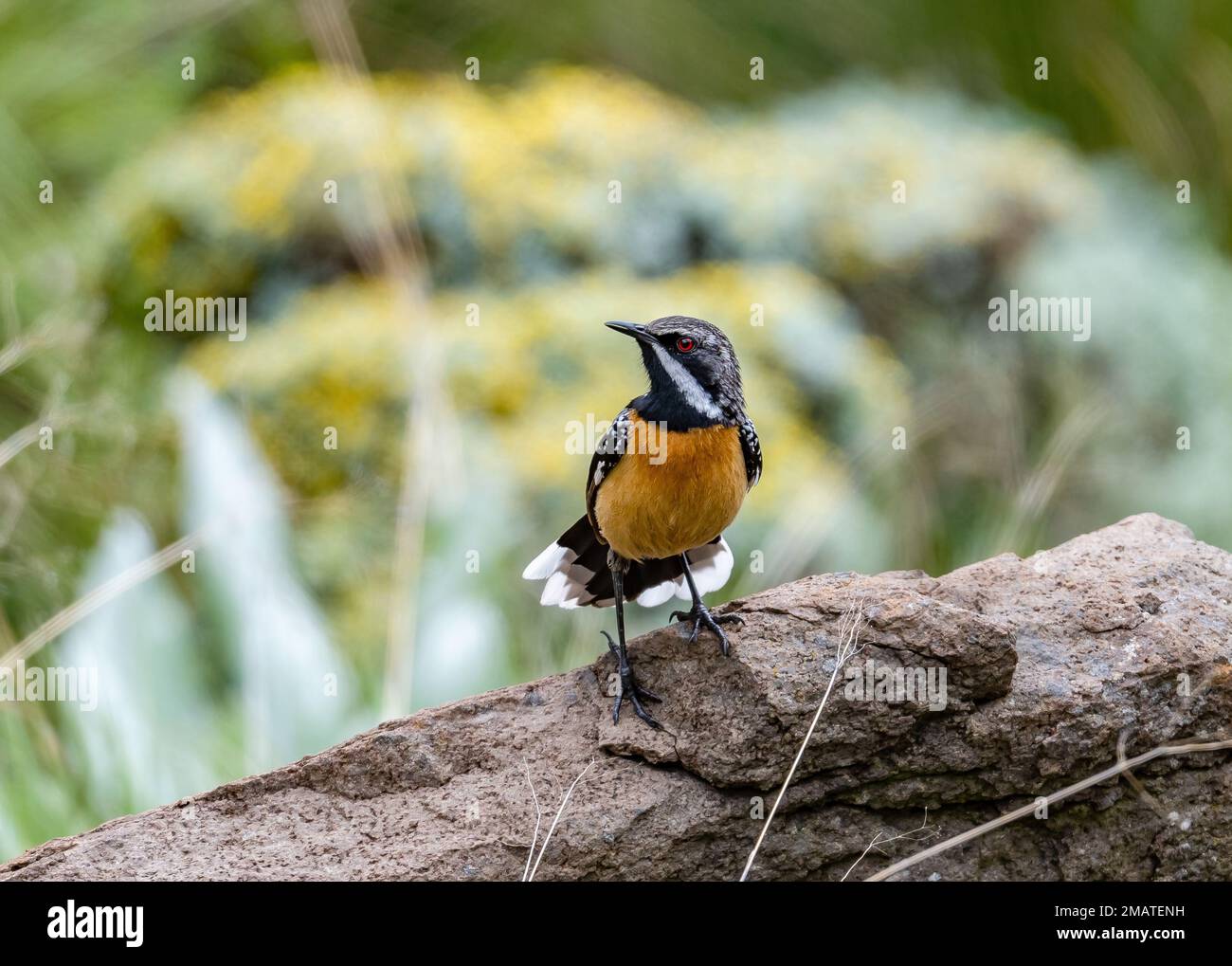 Der Drakensberg Rockjumper (Chaetops aurantius) steht auf einem Felsen. Drakensberg Mountains, KwaZulu Natal, Südafrika. Stockfoto