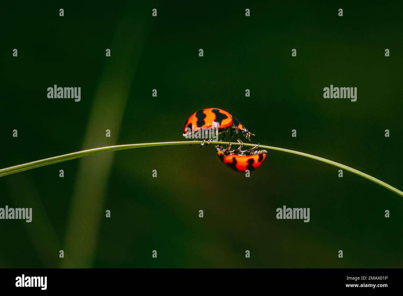 Zwei Marienkäfer auf grüner Grasklinge, Coccinella transversalis Fabricius, Blade Runner, Lady Beetles, Selektionsfokus. Stockfoto