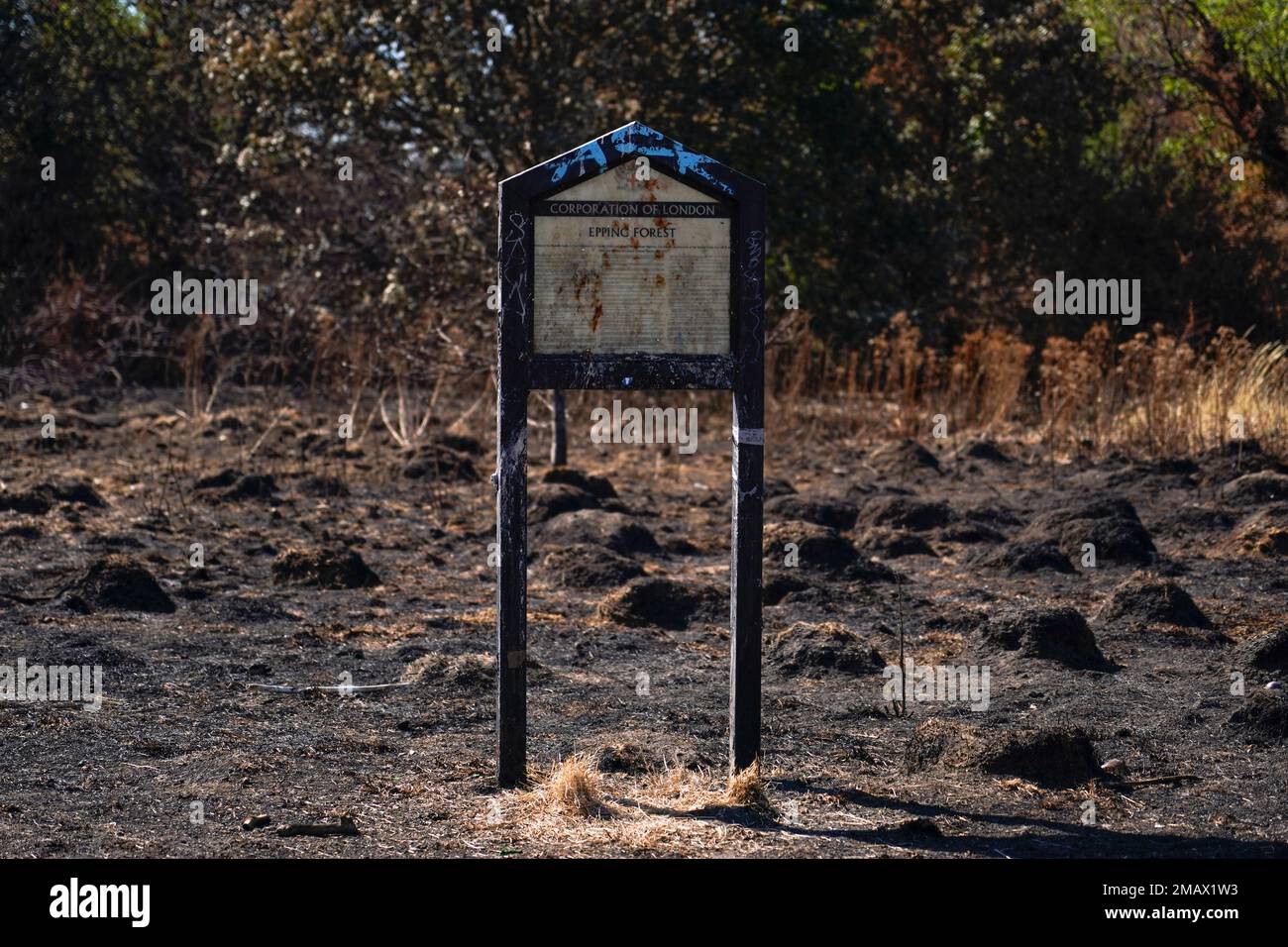 An Epping Forest sign stands on burnt ground in the Wanstead Flats after a grass fire, in London, Friday, Aug. 12, 2022. Heatwaves and prolonged dry weather are damaging landscapes, gardens and wildlife, the National Trust has warned. Britain is braced for another heatwave that will last longer than July's record-breaking hot spell, with highs of up to 35 degrees Celsius expected next week. (AP Photo/Alberto Pezzali) Stockfoto