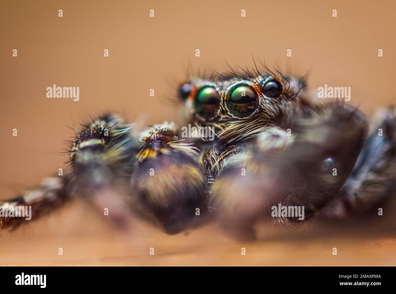Extreme Vergrößerung - Jumping Spider Portrait, Vorderansicht Stockfoto