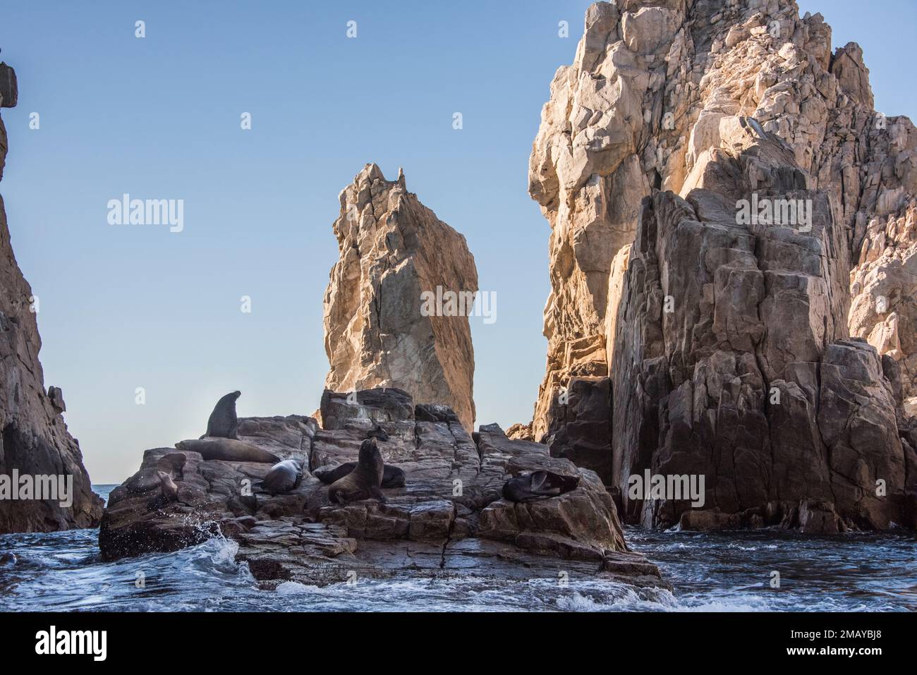 Kalifornische Seelöwen Zalophus californianus sind in Cabo San Lucas, Mexiko, weit verbreitet. Sie ruhen auf den Felsen am Ufer. Stockfoto