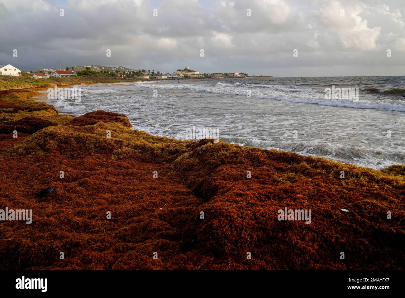Seaweed covers the Atlantic shore in Frigate Bay, St. Kitts and Nevis