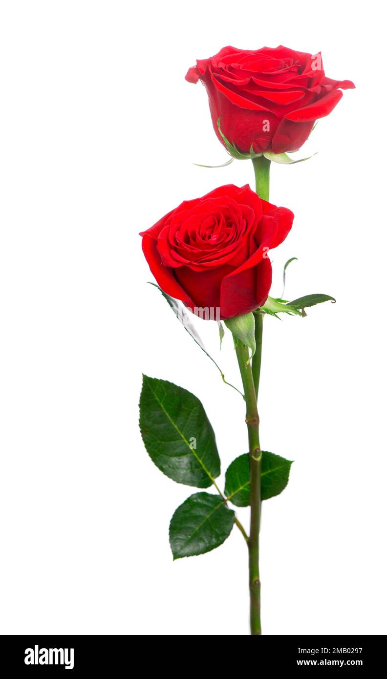 Mehrere rote Rosen auf weißem Hintergrund Stockfoto