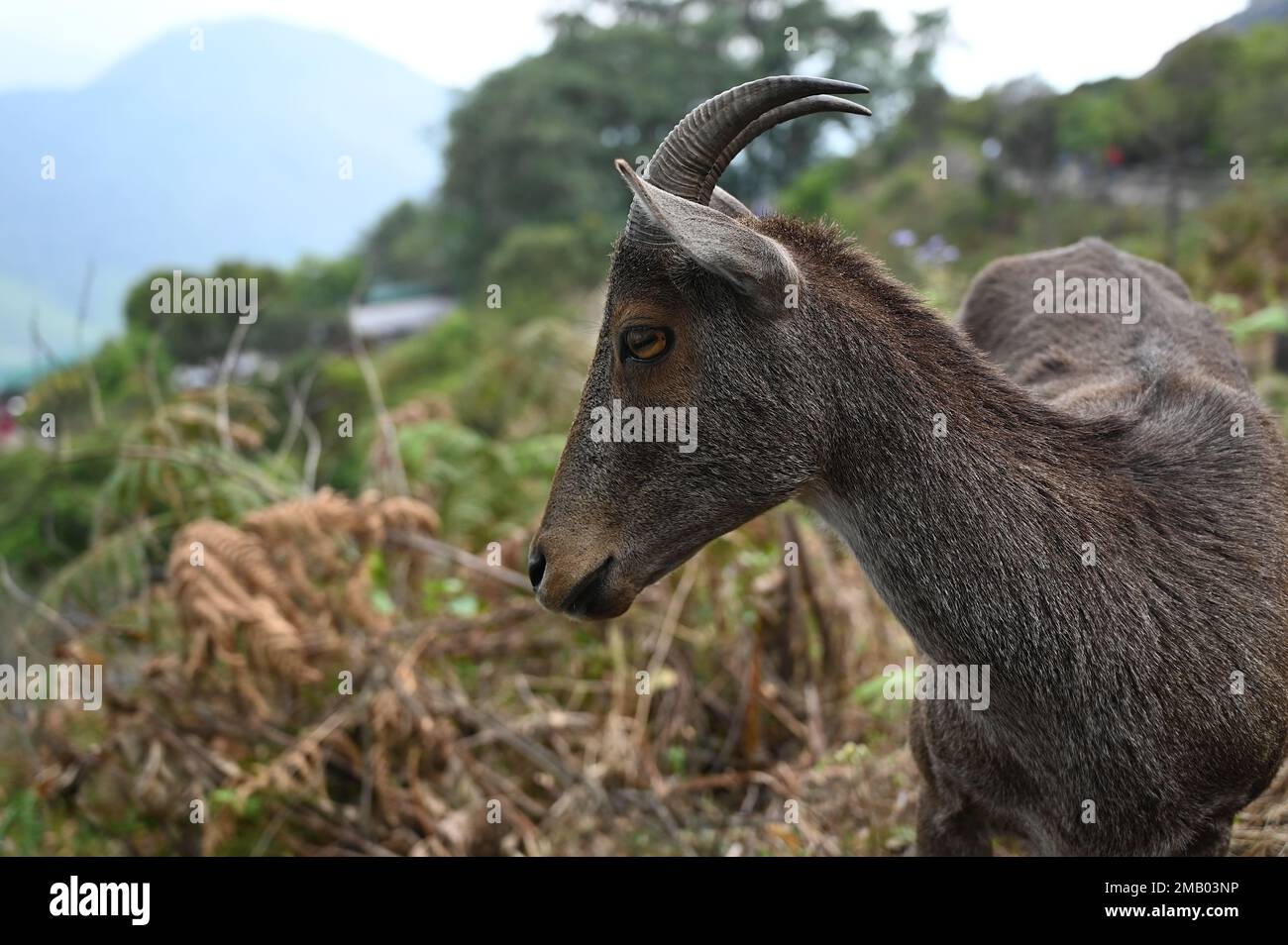 Nahaufnahme des vom Aussterben bedrohten Nilgiri tahr im eravikulam-Nationalpark Munnar Stockfoto