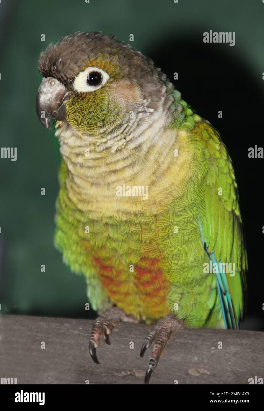 Ein Porträt eines grünen Wangenconures, hoch oben auf einem Holzstock. Sie sehen den Bauch des Vogels und ein Auge. Er sieht sehr süß und freundlich aus Stockfoto