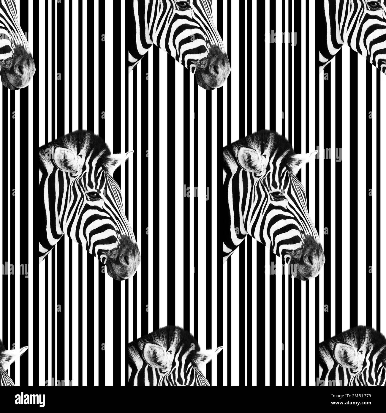 Detail eines Zebrakopfes auf einem abstrakten weiß-schwarz gestreiften Hintergrund. Nahtloses Muster. Stockfoto