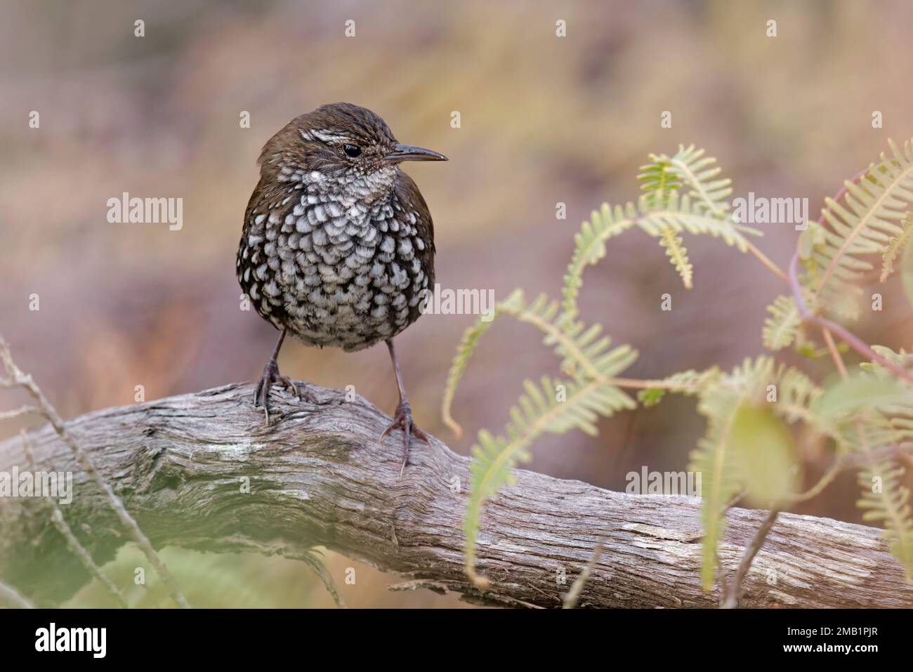 Sharp-Tailed Streamcreeper, Serra da Canastra, SP, Brasilien, August 2022 Stockfoto