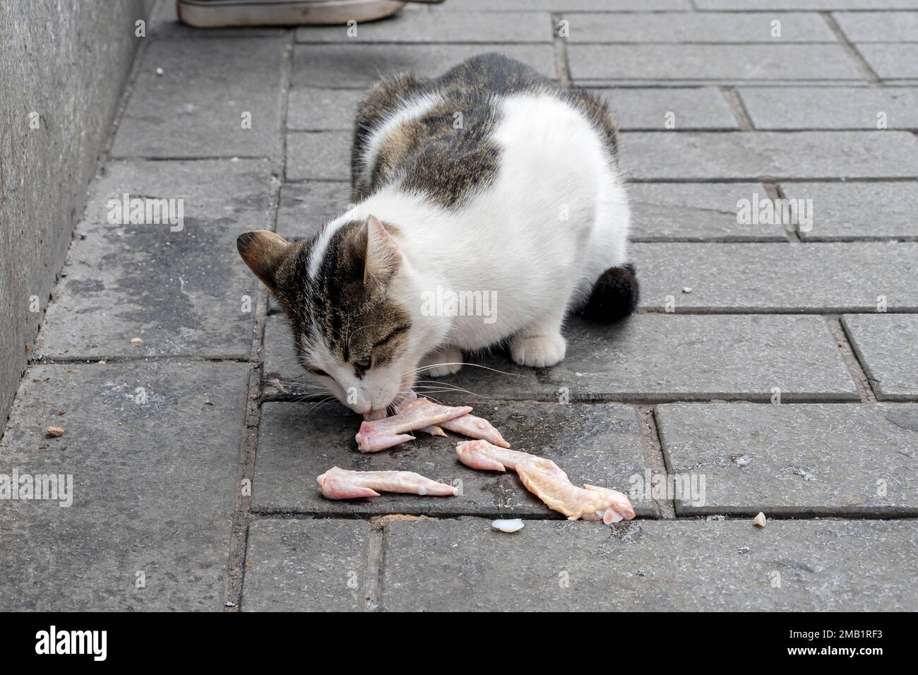 Obdachlose Katze, die Fleisch in einer Straße in Istanbul, Türkei isst Stockfoto