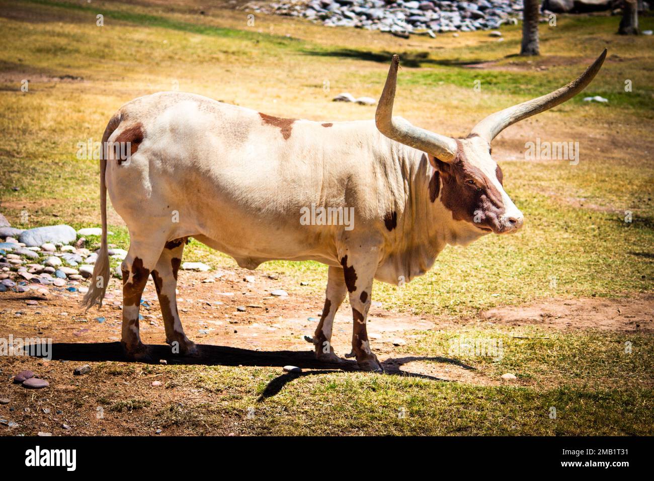 Ein texanisches Longhorn-Rind, das an einem sonnigen Tag mit verschwommenem Hintergrund auf dem grünen Gras auf dem Feld steht Stockfoto