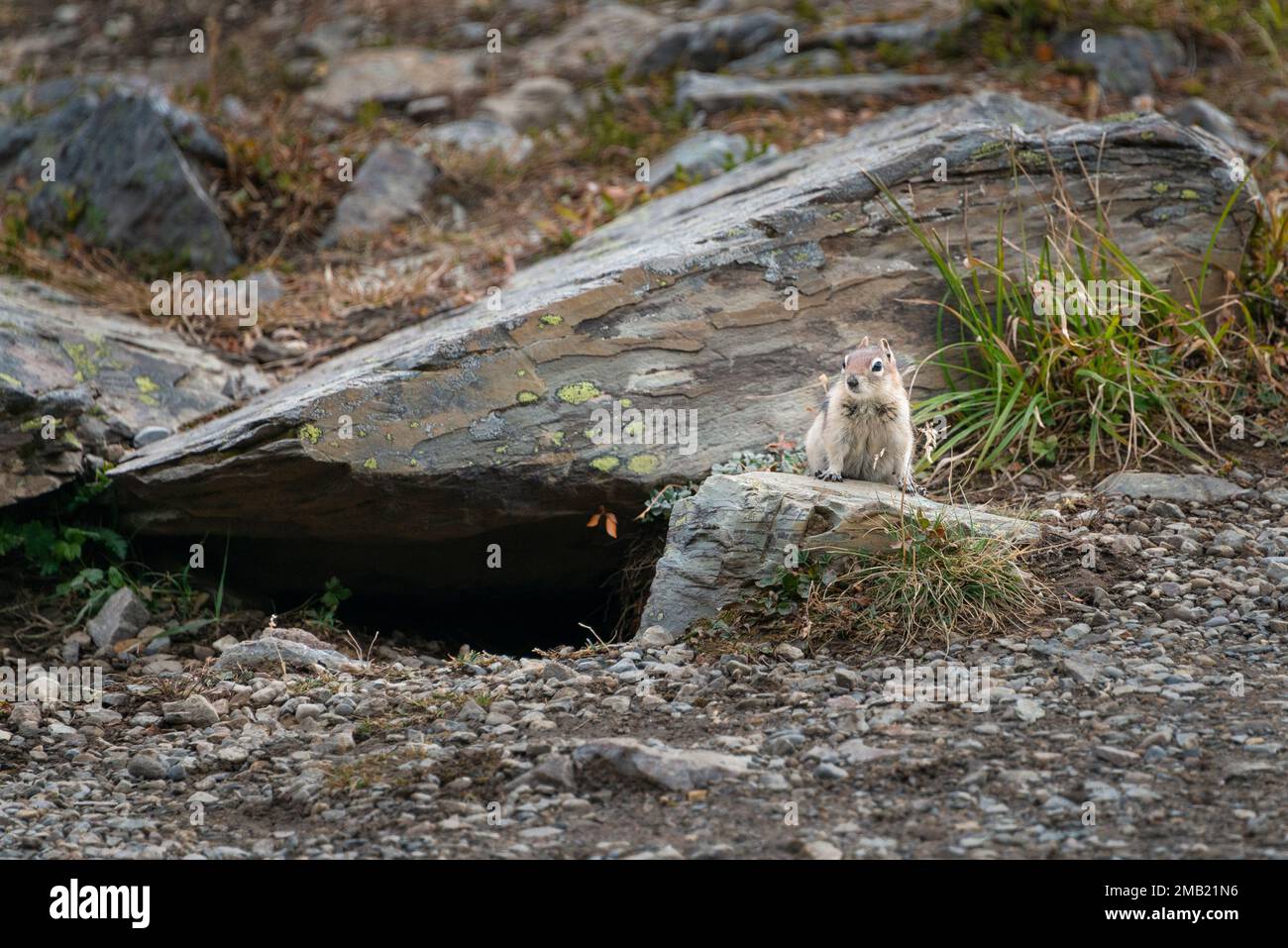 Hase sitzt auf einem Felsen auf der Valley of Ten Peaks-Strecke. Banff National Prak, Kanada. Stockfoto