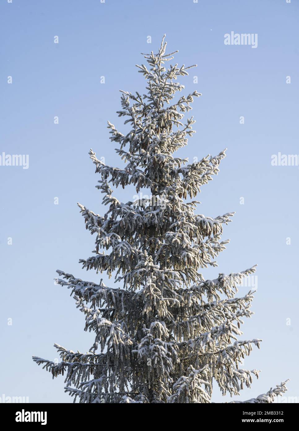 Tanne mit Zapfen auf blauem Himmel. Vertikal. Selektiver Fokus. Stockfoto