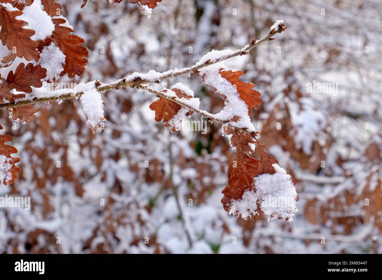 Eichenlaub im winter Stockfoto