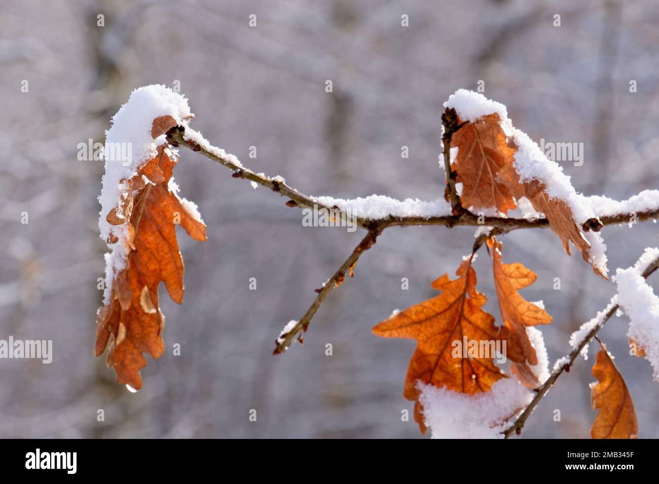 Eichenlaub im winter Stockfoto