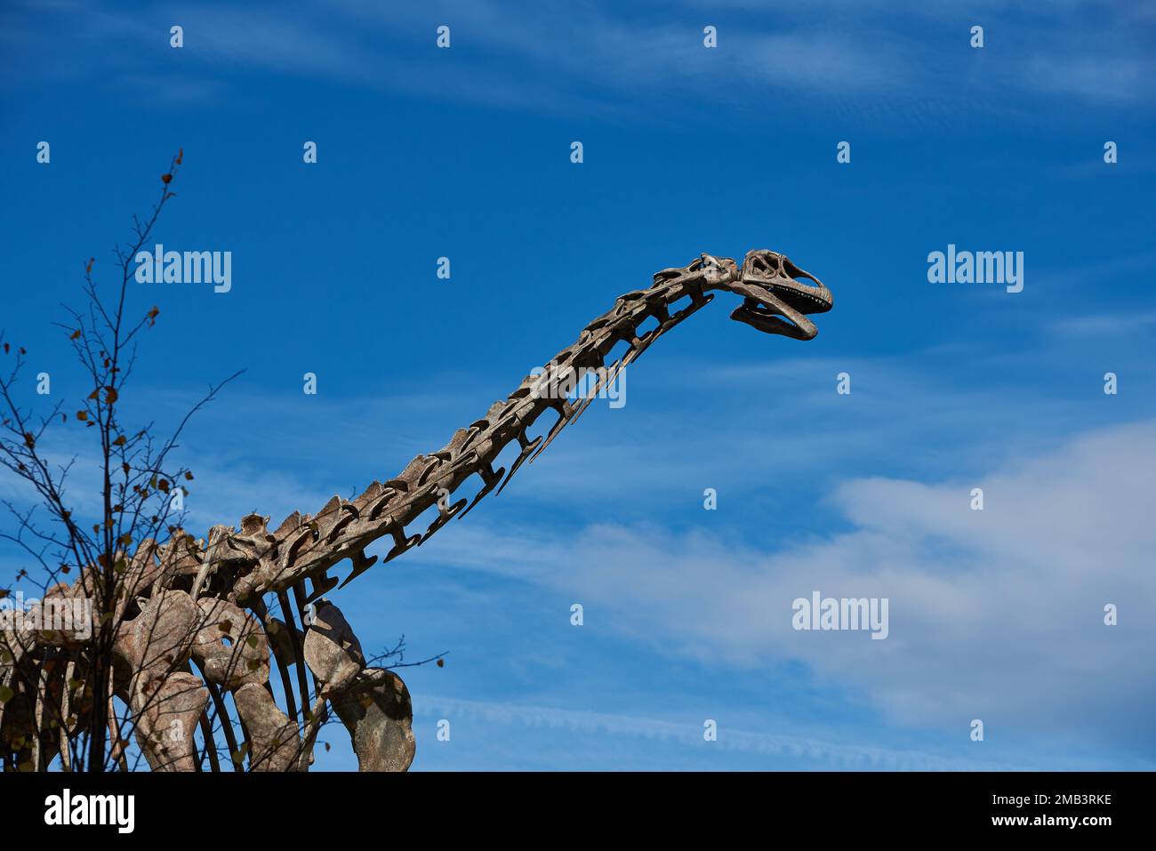 Dinosaurier-Skelett, Bilbao, Vizcaya, Baskenland, Euskadi, Euskal Herria, Spanien, Europa. Stockfoto