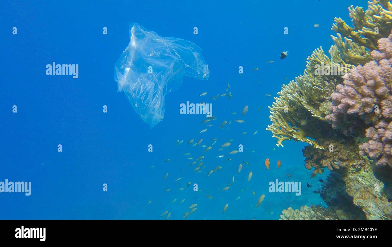 Plastikverschmutzung des Ozeans, eine ausrangierte Wtite-Plastiktüte auf tropischem Korallenriff, auf dem blauen Wasserhintergrund schwimmt die Schule tropischer Fische. Stockfoto