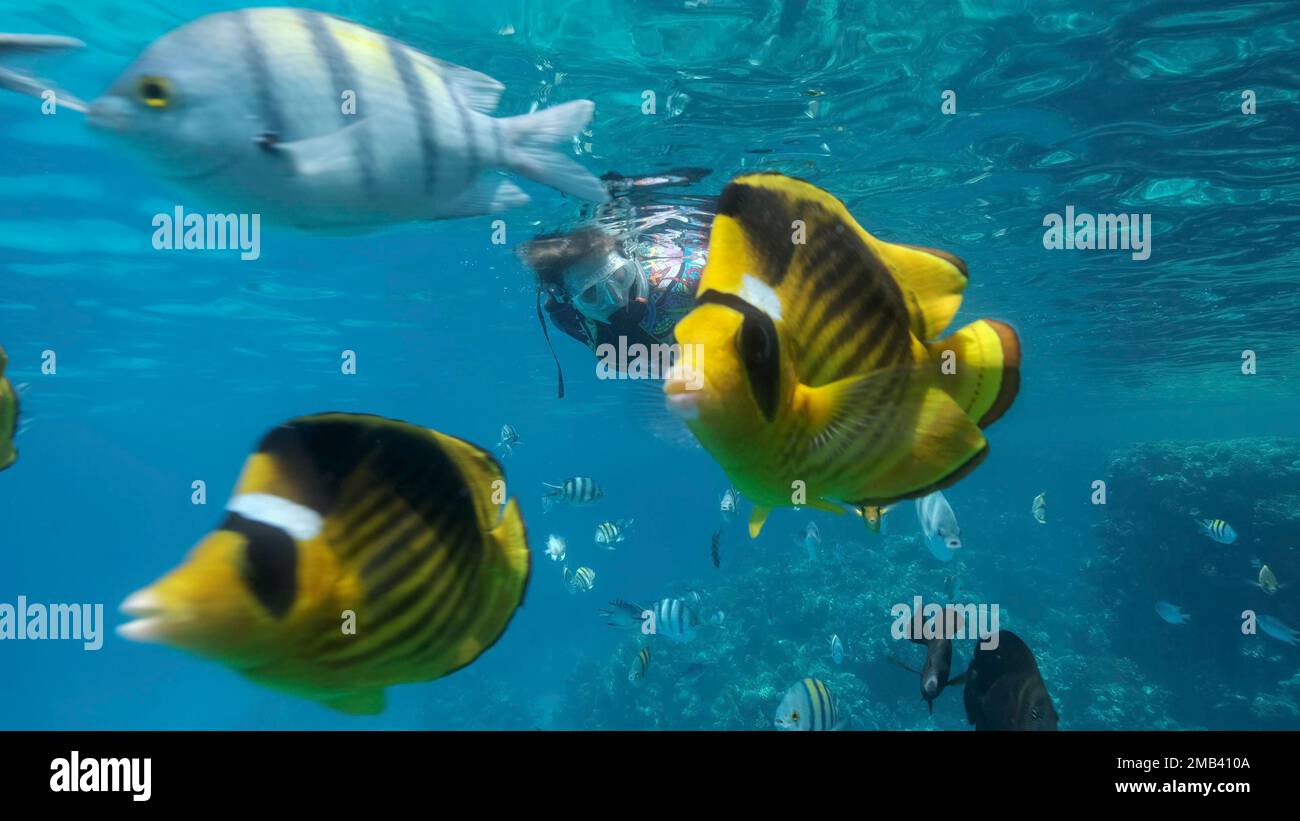 Frau in Tauchausrüstung schwimmt auf der Wasseroberfläche und schaut auf das Meeresleben. Eine Schnorchelerin schwimmt unter Wasser und schaut sich die tropische an Stockfoto