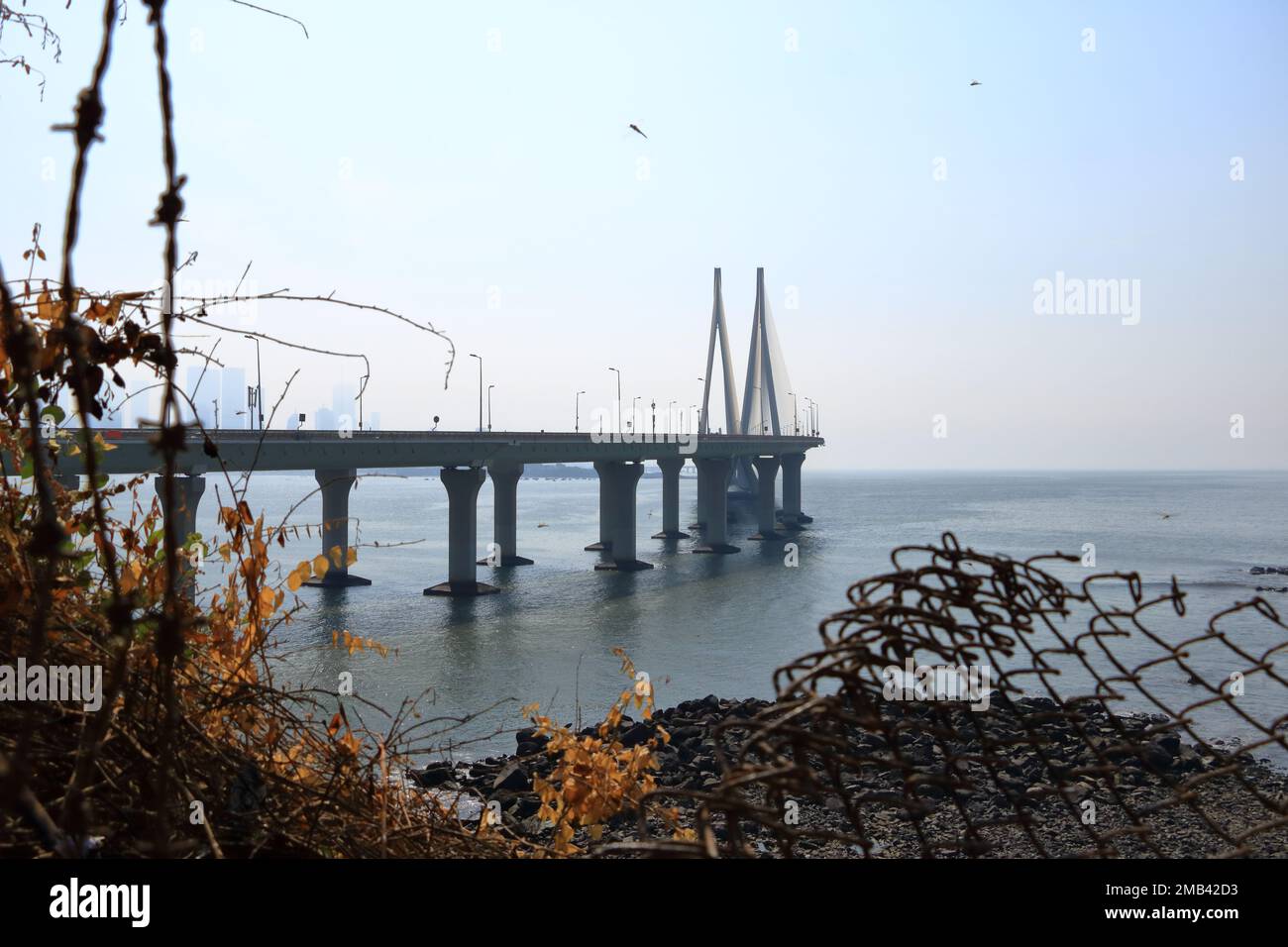 Bandra-Worli Sea Link, offiziell Rajiv Gandhi Sea Link genannt, ist eine Kabelbrücke, die Bandra mit Worli in Mumbai, Indien, verbindet Stockfoto