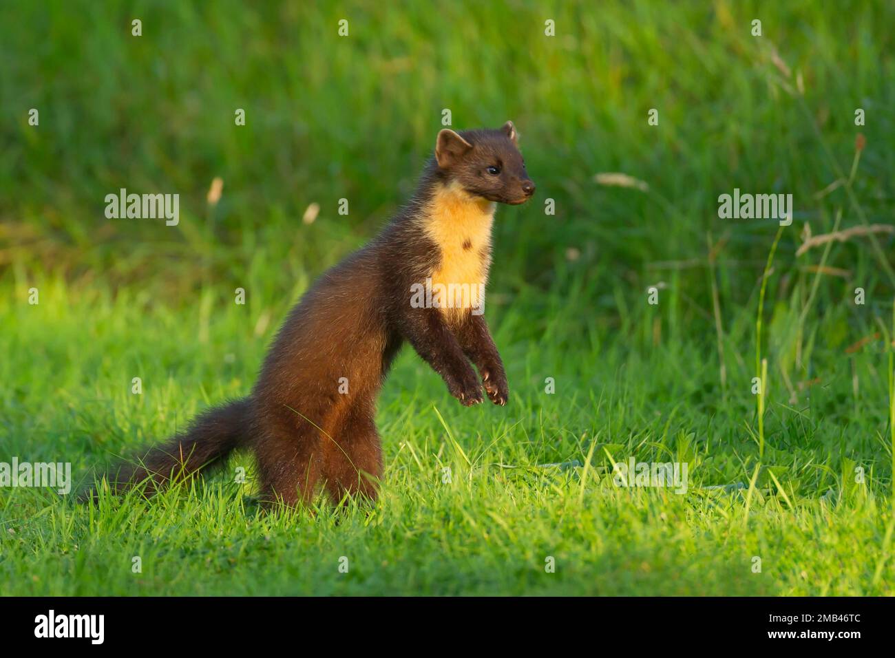 Europäischer Kiefernmarder (Martes martes), ausgewachsen auf Gras, Ardnamurchan, Schottland, Vereinigtes Königreich Stockfoto