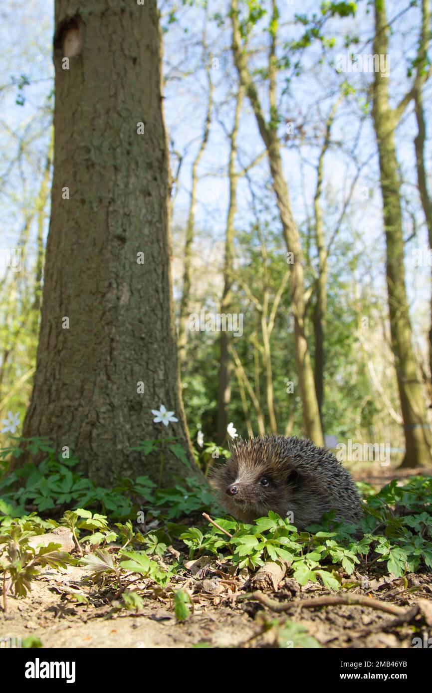 Europäischer Igel (Erinaceus europaeus), Erwachsener, der im Frühlingswald wandert, Suffolk, England, Vereinigtes Königreich Stockfoto