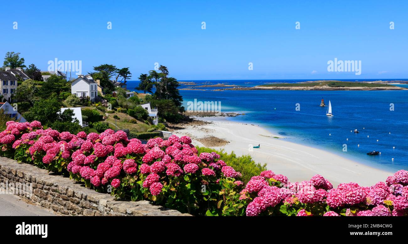 Mündung des Aber Benoit in den Atlantik, Strand Plage de Beniguet, Hortensien, Saint-Pabu, Communaute de communes du Pays des Abers, Departement Stockfoto