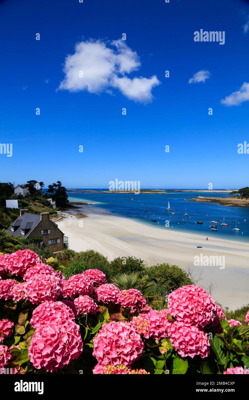 Mündung des Aber Benoit in den Atlantik, Strand Plage de Beniguet, Hortensien, Saint-Pabu, Communaute de communes du Pays des Abers, Departement Stockfoto