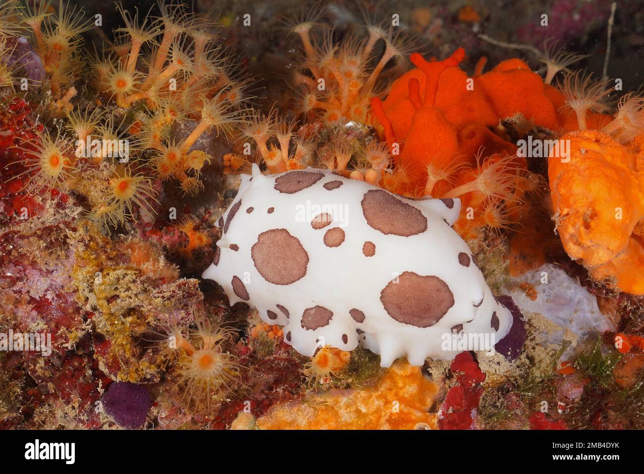 Leopardenschnecke (Peltodoris atromaculata) Tauchplatz Marine Reserve Cap de Creus, Rosas, Costa Brava, Spanien, Mittelmeer Stockfoto