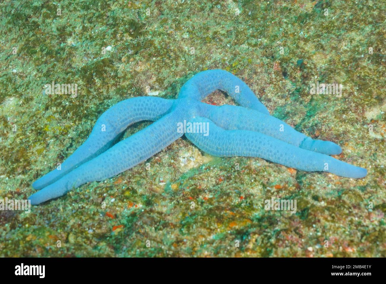 Blaue Linckia (Linckia laevigata), blaue Färbung. Aliwal Shoal Dive Site, Umkomaas, KwaZulu Natal, Südafrika Stockfoto