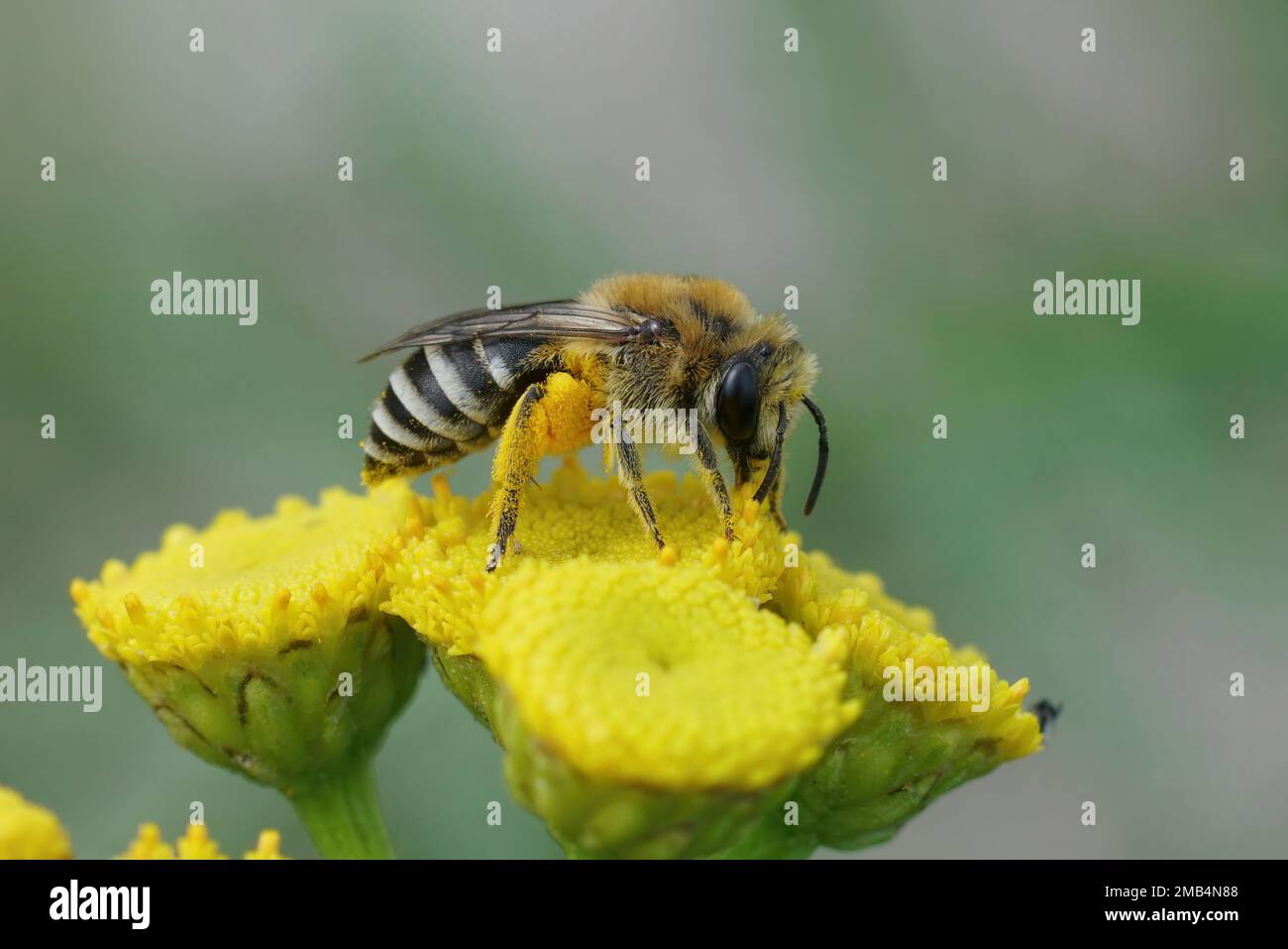 Natürliche Nahaufnahme einer Davies' Cellophan Biene, Colletes daviesanus, sitzt auf einer gelben Tansy, Tanacetum vulgare, Blume im Garten Stockfoto